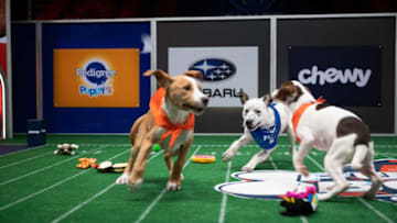 PUPPY BOWL XVII. Image courtesy Animal Planet / Elias Weiss Friedman
