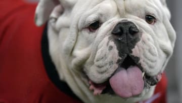 Sep 3, 2016; Atlanta, GA, USA; Georgia Bulldogs mascot Uga on the sidelines during the second quarter of the 2016 Chick-Fil-A Kickoff game against the North Carolina Tar Heels at Georgia Dome. Mandatory Credit: Dale Zanine-USA TODAY Sports