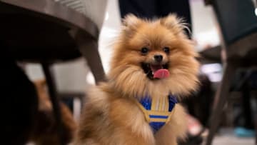 LONDON, ENGLAND - MARCH 24: Dogs attend "A Sausage Dog Celebration" as part of London Dog Week at M Restaurant on March 24, 2019 in London, England. (Photo by John Phillips/Getty Images)