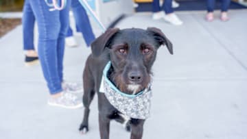 Murphy at Kansas Humane Society Credit - Darrin Hackney for BOBS from Skechers + Petco Love
