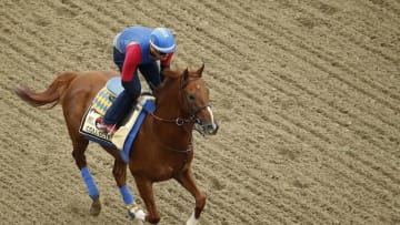 May 19, 2016; Baltimore, MD, USA; Collected runs on the track during a training session in preparation for the 141st Preakness Stakes at Pimlico Race Course. Mandatory Credit: Geoff Burke-USA TODAY Sports