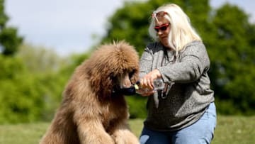 LONDON, UNITED KINGDOM - 2022/05/05: A dog owner gives water to seven month-old Hunter on a warm and sunny day in London. (Photo by Dinendra Haria/SOPA Images/LightRocket via Getty Images)