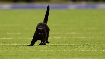 EAST RUTHERFORD, NEW JERSEY - NOVEMBER 04: A black cat runs on the field during the second quarter of the New York Giants and Dallas Cowboys game at MetLife Stadium on November 04, 2019 in East Rutherford, New Jersey. (Photo by Emilee Chinn/Getty Images)