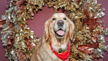 LONDON, ENGLAND - DECEMBER 02: Dog guests attend the launch of Merry Mutts Motel at Westfield London, a festive themed dog drop off service for busy Christmas shoppers opening in London on December 04, 2019 in London, England. (Photo by Luke Walker/Getty Images for Westfield London)
