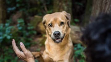 Rosetta Stone’s Dog Day offer is back for 2020. Photo Courtesy @KeepingFinn