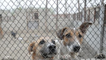 PESHAWAR, PAKISTAN - NOVEMBER 26: Stray dogs are seen at the cityâs first-ever dog shelter 'Lucky Animal Protection Shelter' located in the Canal Road area, Peshawar, Pakistan on November 26, 2021. Zeba Masood has opened an animal shelter where she feeds and maintains stray dogs â both adults and puppies. Animal rights organisations also help in bearing the expenses of the shelter. The shelter is now home to around 300 dogs taken in from various streets of the city. The operation is largely self-funded, with a small portion provided by a private engineering university, which is owned by Masoodâs father. (Photo by Hussain Ali/Anadolu Agency via Getty Images)
