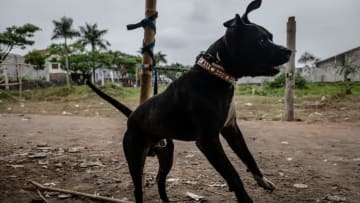 TASIKMALAYA, WEST JAVA, INDONESIA - AUGUST 16: A chained dog barking while being trained by a trainer, Ade Jonas on August 16, 2019 in Tasikmalaya, West Java province, Indonesia. In the remote parts of Indonesia’s West Java province, hunting dogs are released into a bamboo-walled arena to fight against wild boars as a way to preserve a tradition of hunting in the area and test the agility of the dogs. Also known as 'adu bagong' (boar fighting), the popular sport takes place in illegal pits despite campaigns by animal rights activists to stop the practice. Dog owners pay between 600,000 to 2 million rupiah (40USD to 150USD) to enter the fights, depending on the size of their dog, and can receive up to 20 million rupiah (1,500USD) for the winning dog. The spectacle began in the 1960s when the number wild pig soared in West Java soared and takes place in a 15-by-30 metre arena surrounded by a bamboo fence as the fights ends only when one of the animals is injured. Locally known as 'Terkams or Pitkams’, the hunting dogs are usually a mix of bull terrier or pit bull, and bred by enthusiasts who have defended the practice, as the traditional sport also provide dog owners a source of income. (Photo by Ulet Ifansasti/Getty Images)