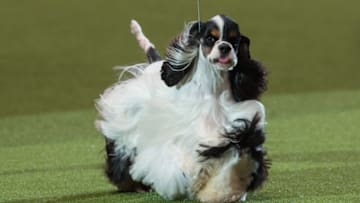 Cocker Spaniel (Photo by Matt Cardy/Getty Images)