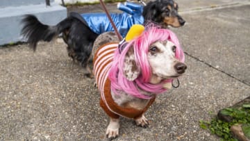 NEW ORLEANS, LOUISIANA - FEBRUARY 16: Costumed dogs pose for a photo during Mardi Gras on February 16, 2021 in New Orleans, Louisiana. Although traditional Mardi Gras activities were cancelled in an effort to prevent the spread of COVID-19, many people took to the streets to celebrate. (Photo by Erika Goldring/Getty Images)