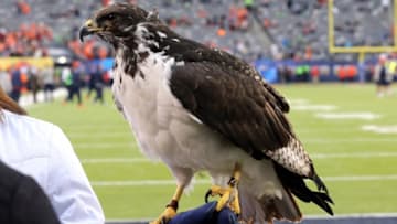 Feb 2, 2014; East Rutherford, NJ, USA; Taima the Hawk on the sidelines prior to Super Bowl XLVIII between the Denver Broncos and the Seattle Seahawks at MetLife Stadium. Mandatory Credit: Matthew Emmons-USA TODAY Sports