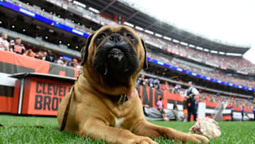 Cleveland Browns (Photo by Jason Miller/Getty Images)