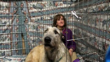 NEW YORK, NY - FEBRUARY 14: Donna Smith sits with her Irish Wolfound named Willow at the Westminster Kennel Club Dog Show at Madison Square Garden on February 14, 2011 in New York City. The show, one of the most prestigious dog shows in the world, is being held on February 14-15. Over 2,000 dogs will be competing in this year's show which will also include six new breeds to the competition. (Photo by Spencer Platt/Getty Images)