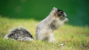 PALM HARBOR, FLORIDA - MARCH 24: A fox squirrel looks on during the final round of the Valspar Championship on the Copperhead course at Innisbrook Golf Resort on March 24, 2019 in Palm Harbor, Florida. (Photo by Cliff Hawkins/Getty Images)
