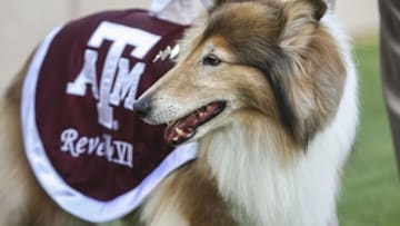 Sep 6, 2014; College Station, TX, USA; Texas A&M Aggies mascot Reveille VIII on the field before a game against the Lamar Cardinals at Kyle Field. Mandatory Credit: Troy Taormina-USA TODAY Sports