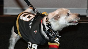 LAS VEGAS, NV - JUNE 20: Bark-Andre Furry, a Jack Russell terrier named after Vegas Golden Knights goaltender Marc-Andre Fleury, arrives at the 2018 NHL Awards presented by Hulu at the Hard Rock Hotel & Casino on June 20, 2018 in Las Vegas, Nevada. (Photo by Ethan Miller/Getty Images)