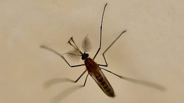 Las picaduras de mosquitos pueden generar ronchas en la piel