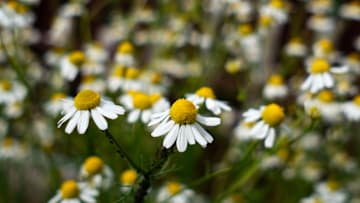 Las flores de manzanilla son un remedio casero eficaz para aliviar los síntomas de la sinusitis