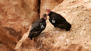 California condors in the wild.