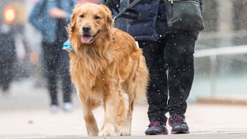 Las pulgas son insectos que aparecen con frecuencia en la piel de los perros