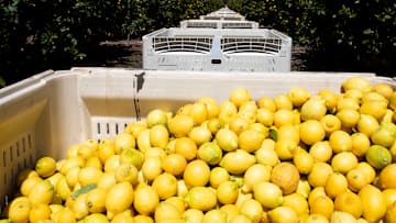 Los limones son un eficaz remedio casero para las picaduras de pulgas en humanos