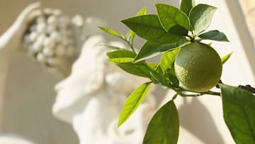 El limón ayuda a tratar muchas enfermedades