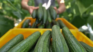 El Pepino reduce la transpiración 