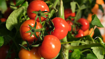 El tomate es importante en la dieta de un niño