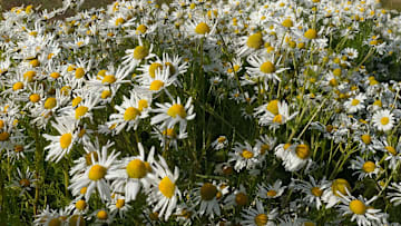 Las flores de manzanilla son un remedio útil para tratar las alergias cutáneas
