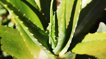 El aloe vera es un remedio casero útil para tratar las várices