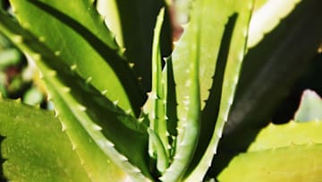 El aloe vera es un remedio eficaz para tratar las diferentes alergias en la piel