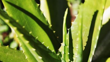 El aloe vera es útil para tratar las lesiones en la piel