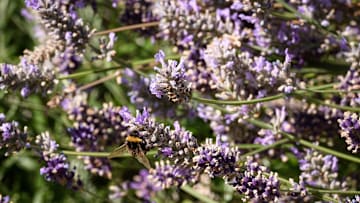 Las flores de lavanda son un eficaz remedio para tratar las lesiones de los dedos de las manos