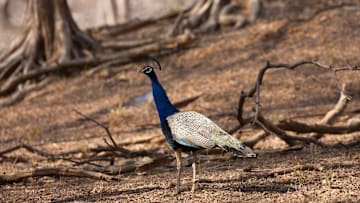 Las aves cumplen un papel fundamental en el ecosistema