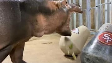 Fiona the Hippo had a mishap when trying to pick between the Chiefs and the 49ers. 