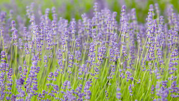 La lavanda es una planta útil para eliminar los piojos