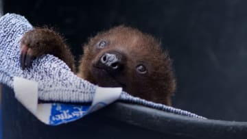 A young sloth sits in a bucket at the Bergzoo zoo in Halle an der Saale, eastern Germany, on September 12, 2017.The two-toed sloth baby was born at the zoo on August 5, 2017. / AFP PHOTO / dpa / Klaus-Dietmar Gabbert / Germany OUT (Photo credit should read KLAUS-DIETMAR GABBERT/DPA/AFP via Getty Images)