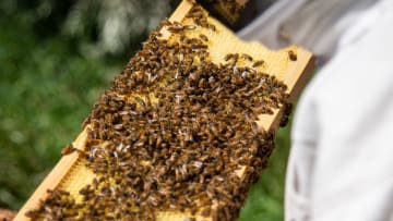 Bees, photo provided by the National Honey Board