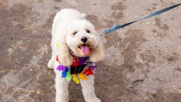 SYDNEY, AUSTRALIA - FEBRUARY 28: A dog wearing a rainbow collar is seen at Bronte Beach on February 28, 2021 in Sydney, Australia. Sydney's iconic Bronte and Bondi beaches were transformed with all the colours of the rainbow as part of an initiative by Lifesavers with Pride to celebrate that everyone is welcome at their local surf club ahead of Sydney Mardi Gras. (Photo by Jenny Evans/Getty Images)