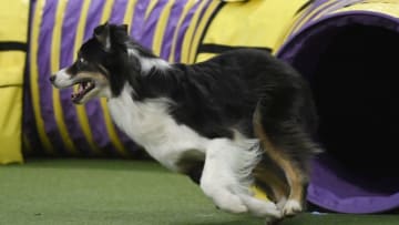 NEW YORK, NEW YORK - FEBRUARY 09: A dog participates in the Masters Agility Championship during the Meet The Breed event at Piers 92/94 ahead of the 143rd Westminster Kennel Club Dog Show on February 09, 2019 in New York City. (Photo by Sarah Stier/Getty Images)