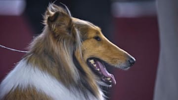 Mandatory Credit: Jerome Miron-USA TODAY Sports