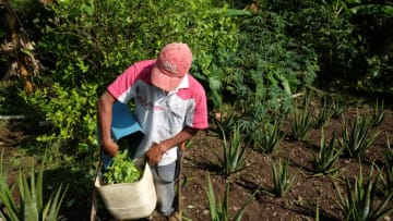 CORINTO, COLOMBIA - DECEMBER 28, 2016: A farmer empties Coca leaves into a plastic container in a farm in the small village of Vereda La Heroica on December 28, 2016 in Corinto, Colombia. Due to lack of margin of profit many farmers grow a variety of crops on their land. (Photo by Kaveh Kazemi/Getty Images)