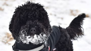 SOUTHEND, ENGLAND - FEBRUARY 11: A dog enjoys the snow at Chalkwell beach after more snow fell overnight on February 11, 2021 in Southend on Sea, England. Storm Darcy brought heavy snow in Scotland and South East England over last weekend which kick started a week of freezing temperatures across many parts of the UK. (Photo by John Keeble/Getty Images)