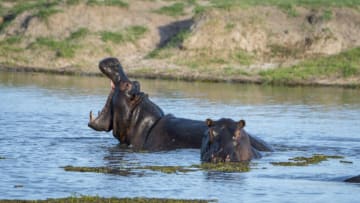BOTSWANA - 2019/12/14: A Hippopotamus (Hippopotamus amphibius) is yawning in a river in the Gomoti Plains area, a community run concession, on the edge of the Gomoti river system southeast of the Okavango Delta, Botswana. (Photo by Wolfgang Kaehler/LightRocket via Getty Images)