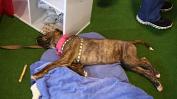 SYDNEY, AUSTRALIA - NOVEMBER 07: A dog sleeps in a display during the Dog Lovers Show at Royal Hall of Industries, Moore Park on November 7, 2014 in Sydney, Australia. (Photo by Mark Kolbe/Getty Images)
