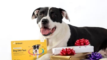 Embark Dog DNA Test. Image courtesy Embark