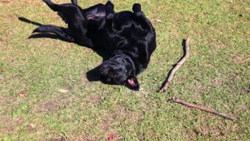 A black labrador plays with a stick on the grass on Friday, 31st of July 2015, Melbourne, Australia (Photo: Steve Christo) (Photo by Steve Christo/Corbis via Getty Images)