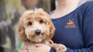 Puppies celebrating National Puppy Day. Photos courtesy Best Friends Animal Society