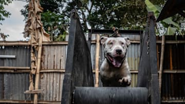 TASIKMALAYA, WEST JAVA, INDONESIA - AUGUST 17: A dog is trained on a treadmill on August 17, 2019 in Tasikmalaya, West Java province, Indonesia. In the remote parts of Indonesia’s West Java province, hunting dogs are released into a bamboo-walled arena to fight against wild boars as a way to preserve a tradition of hunting in the area and test the agility of the dogs. Also known as 'adu bagong' (boar fighting), the popular sport takes place in illegal pits despite campaigns by animal rights activists to stop the practice. Dog owners pay between 600,000 to 2 million rupiah (40USD to 150USD) to enter the fights, depending on the size of their dog, and can receive up to 20 million rupiah (1,500USD) for the winning dog. The spectacle began in the 1960s when the number wild pig soared in West Java soared and takes place in a 15-by-30 metre arena surrounded by a bamboo fence as the fights ends only when one of the animals is injured. Locally known as 'Terkams or Pitkams’, the hunting dogs are usually a mix of bull terrier or pit bull, and bred by enthusiasts who have defended the practice, as the traditional sport also provide dog owners a source of income. (Photo by Ulet Ifansasti/Getty Images)