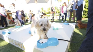 MIAMI BEACH, FL - FEBRUARY 27: A dog attends Nutrish's Yappie Hour Hosted By Rachael Ray during the 2016 Food Network & Cooking Channel South Beach Wine & Food Festival Presented By FOOD & WINE at The Standard Spa on February 27, 2016 in Miami Beach, Florida. (Photo by Shelby Soblick/Getty Images for SOBEWFF®)