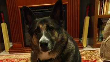 PeytonReads the German Shepherd/Husky mix. Photo provided by Cathy Easter.
